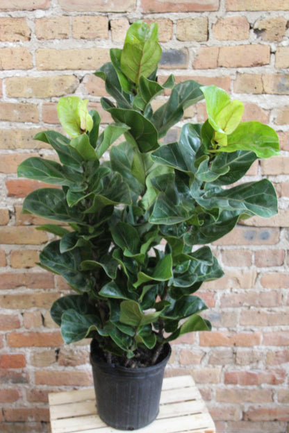 Ficus Lyrata 'Fiddle Leaf Fig'