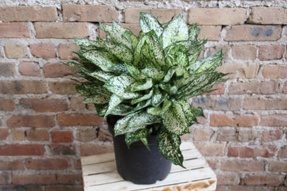 Aglaonema Winter Snow