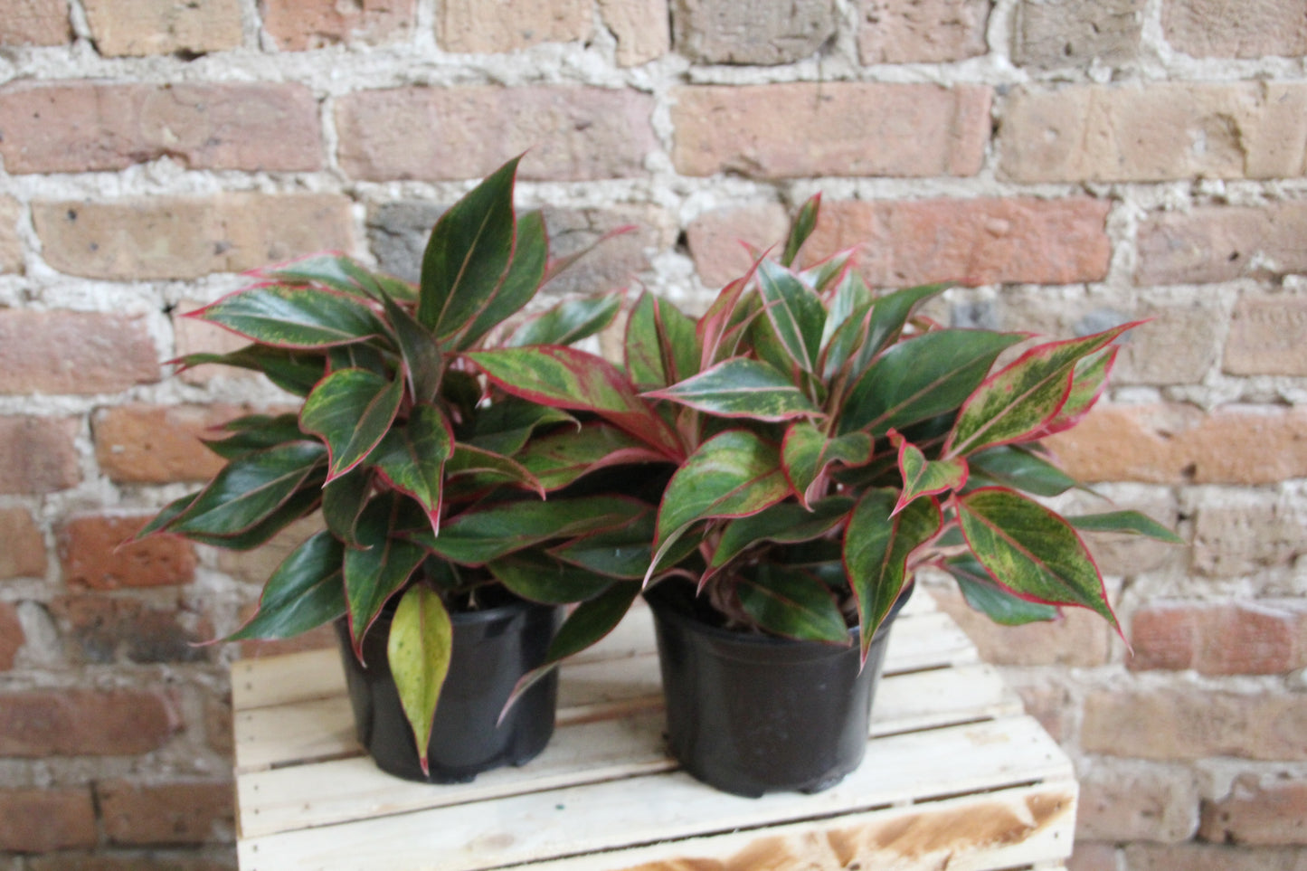 Aglaonema Siam Red