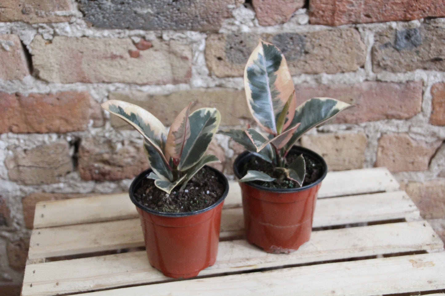Ficus Tineke