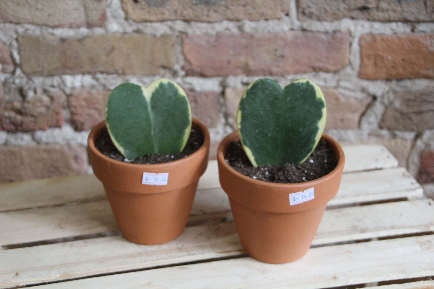 Hoya Kerri