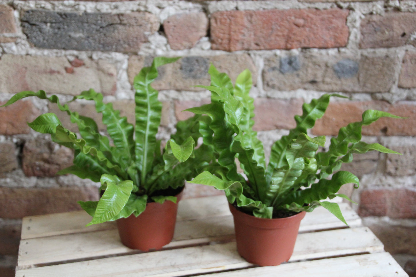 Bird's Nest Fern