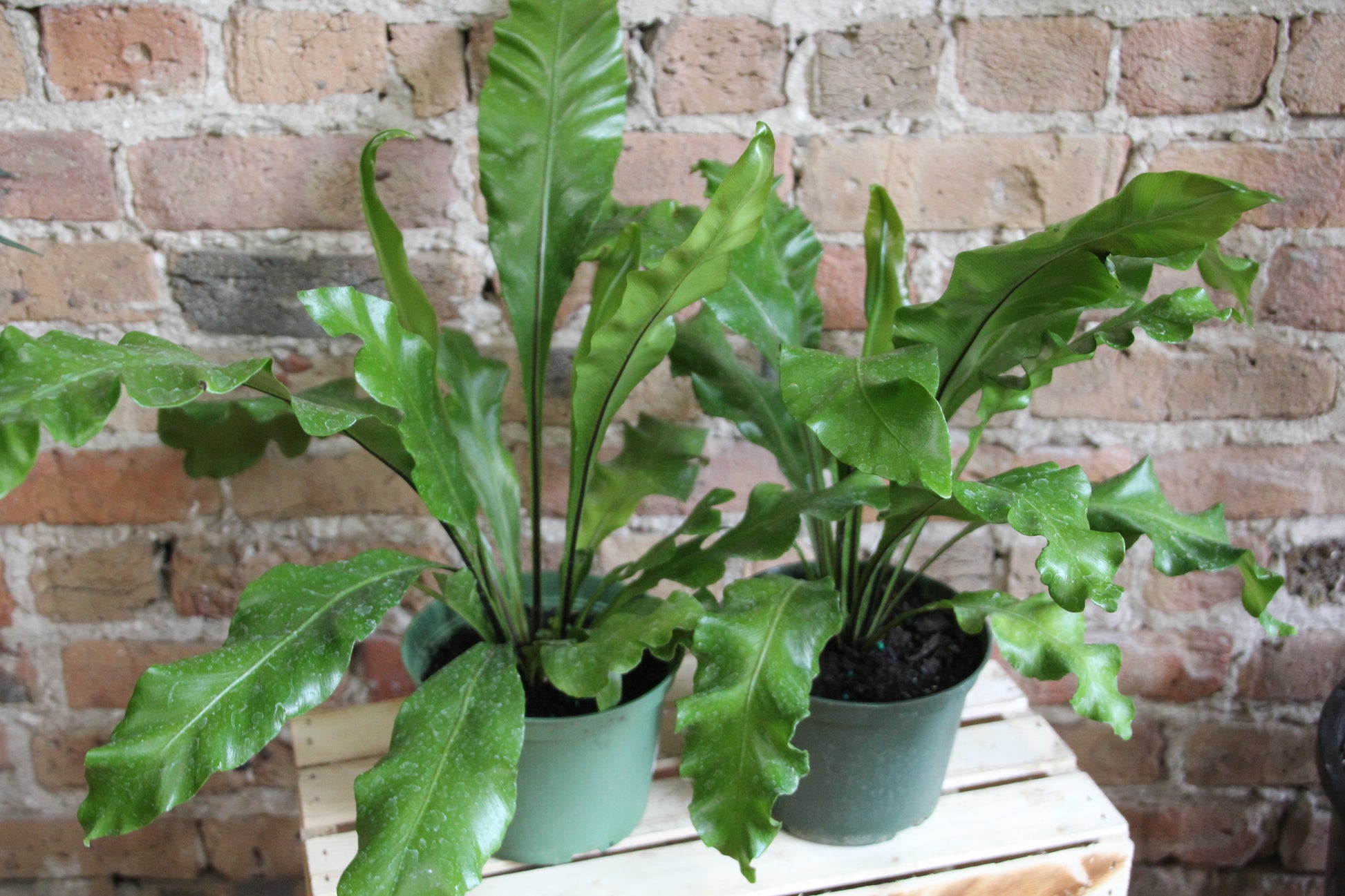 bird's nest fern scale Bird's Nest Fern – Chicago Plants