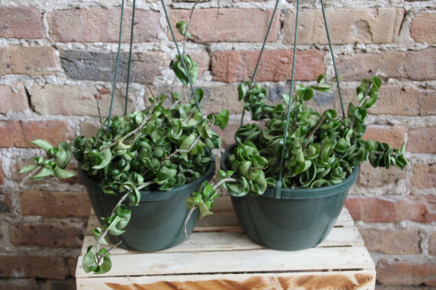 Hoya Hindu Rope