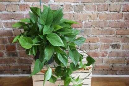 Pothos Jade