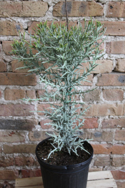 Euphorbia Stenoclada 'Silver Thicket'