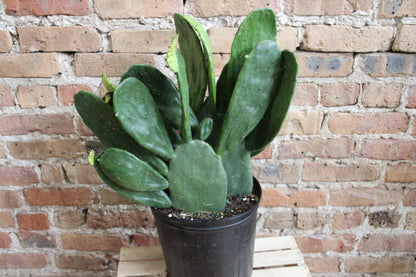 Opuntia 'Prickly Pear' Cactus