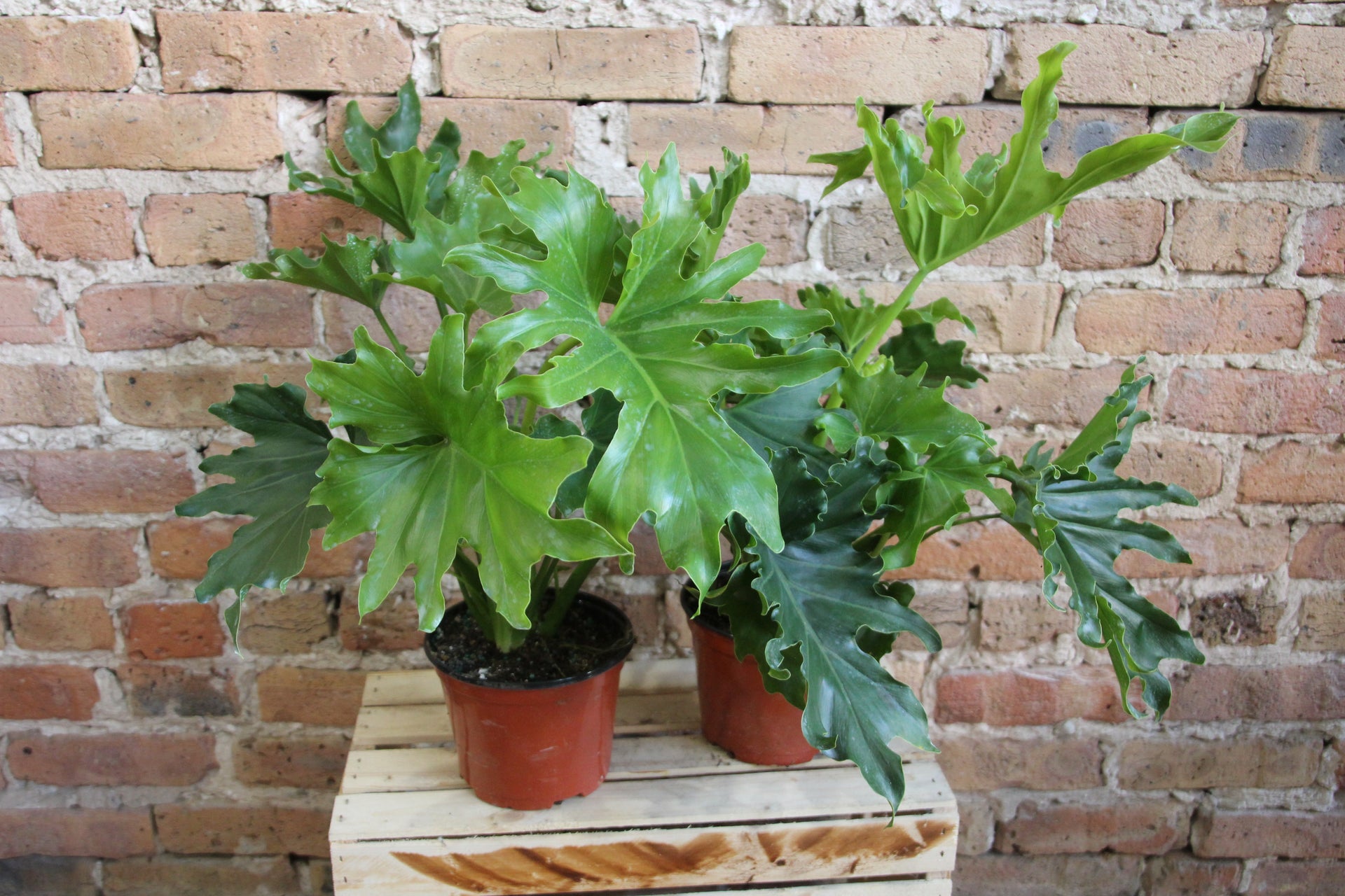 philodendron little hope scientific name Philodendron Hope Selloum – Chicago Plants
