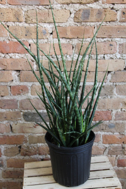 sansevieria fernwood cuidados Sansevieria Fernwood – Chicago Plants