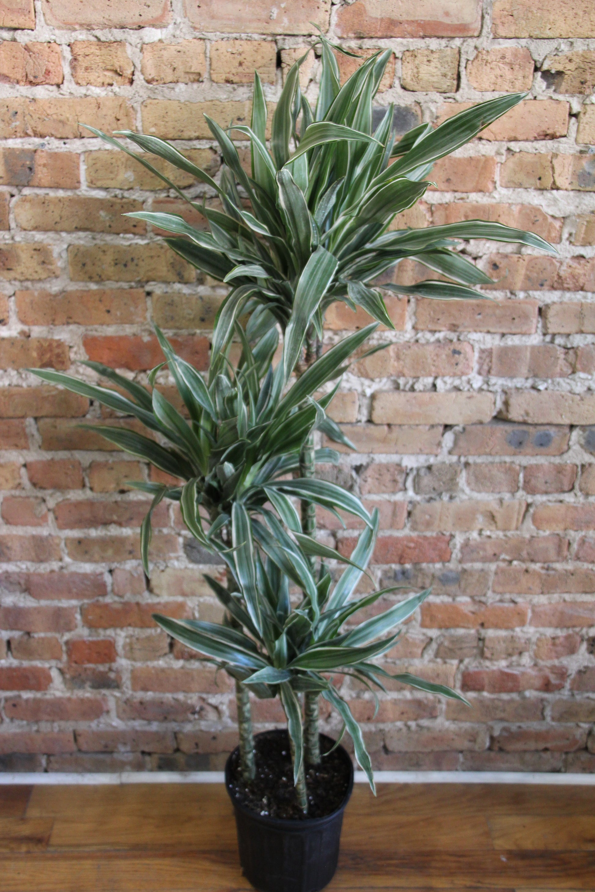 dracaena eve Dracaena Warneckii – Chicago Plants