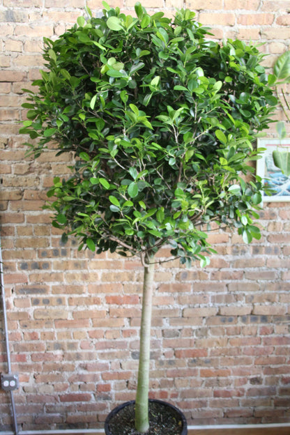 Ficus Moclame 'Danielle'