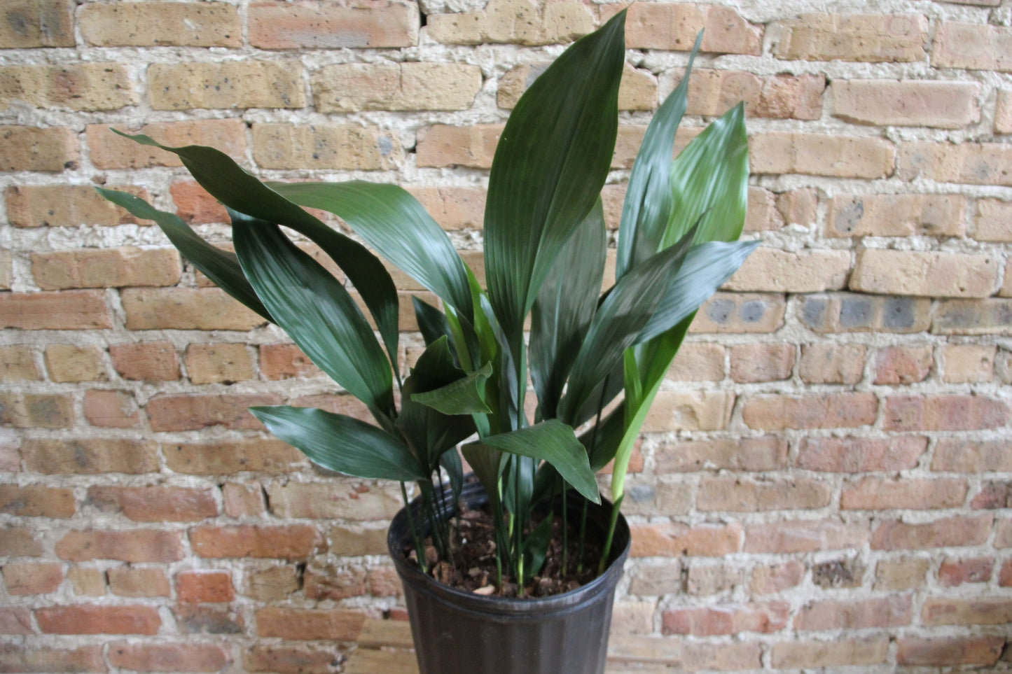 Aspidistra 'Cast Iron Plant'