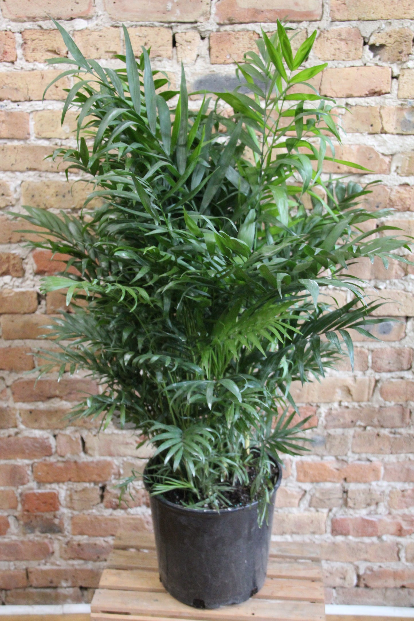 Chamaedorea Elegans 'Parlor Palm'