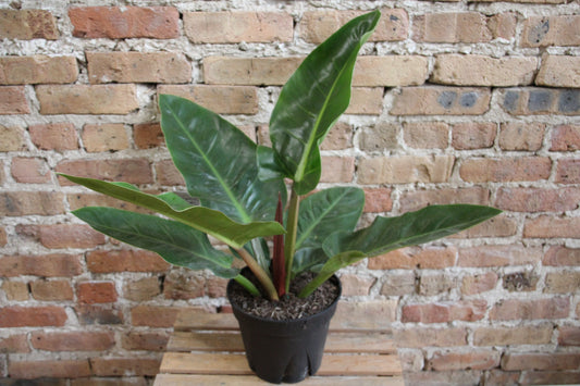 Philodendron Melionii