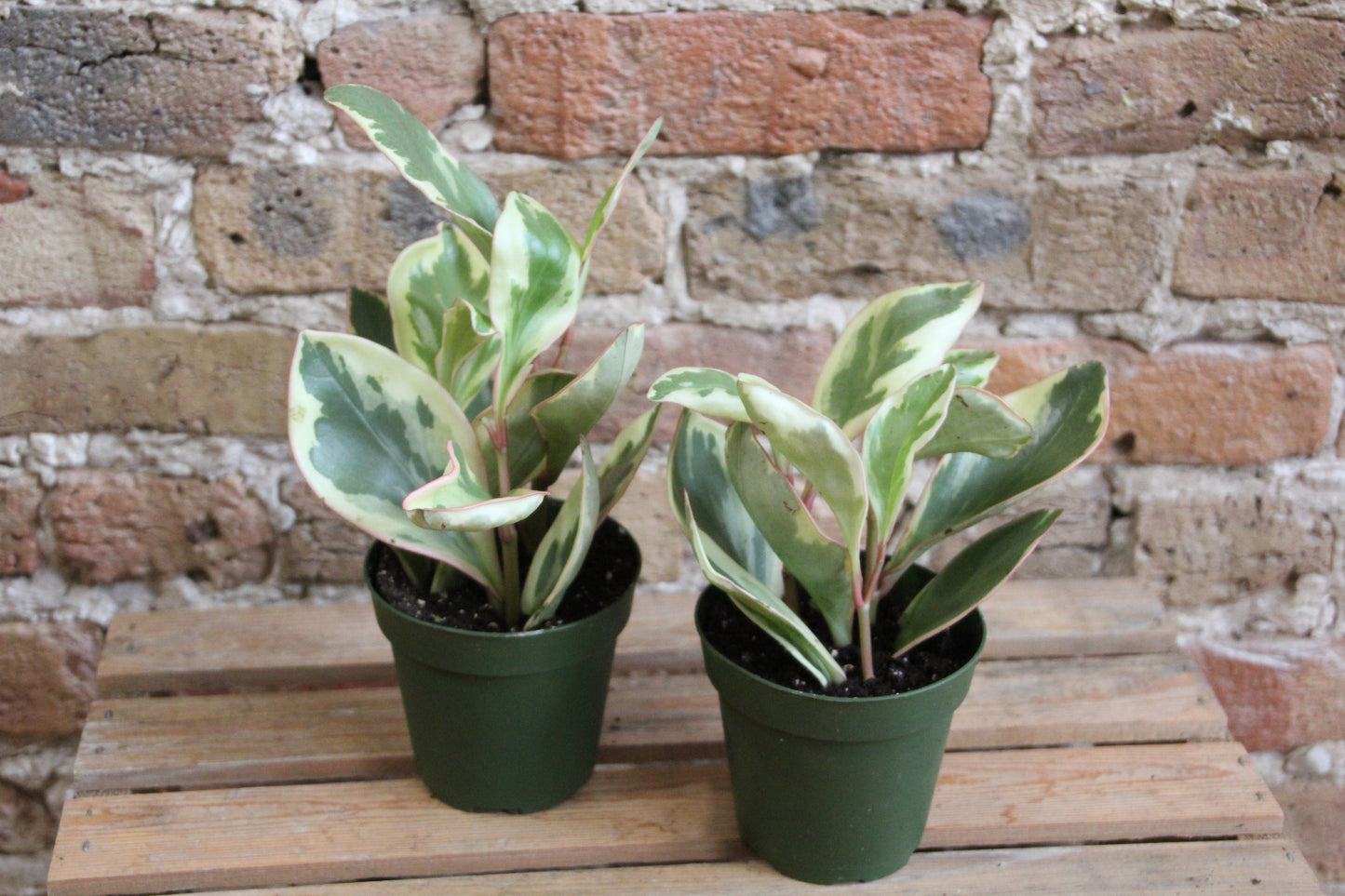 Peperomia Ginny
