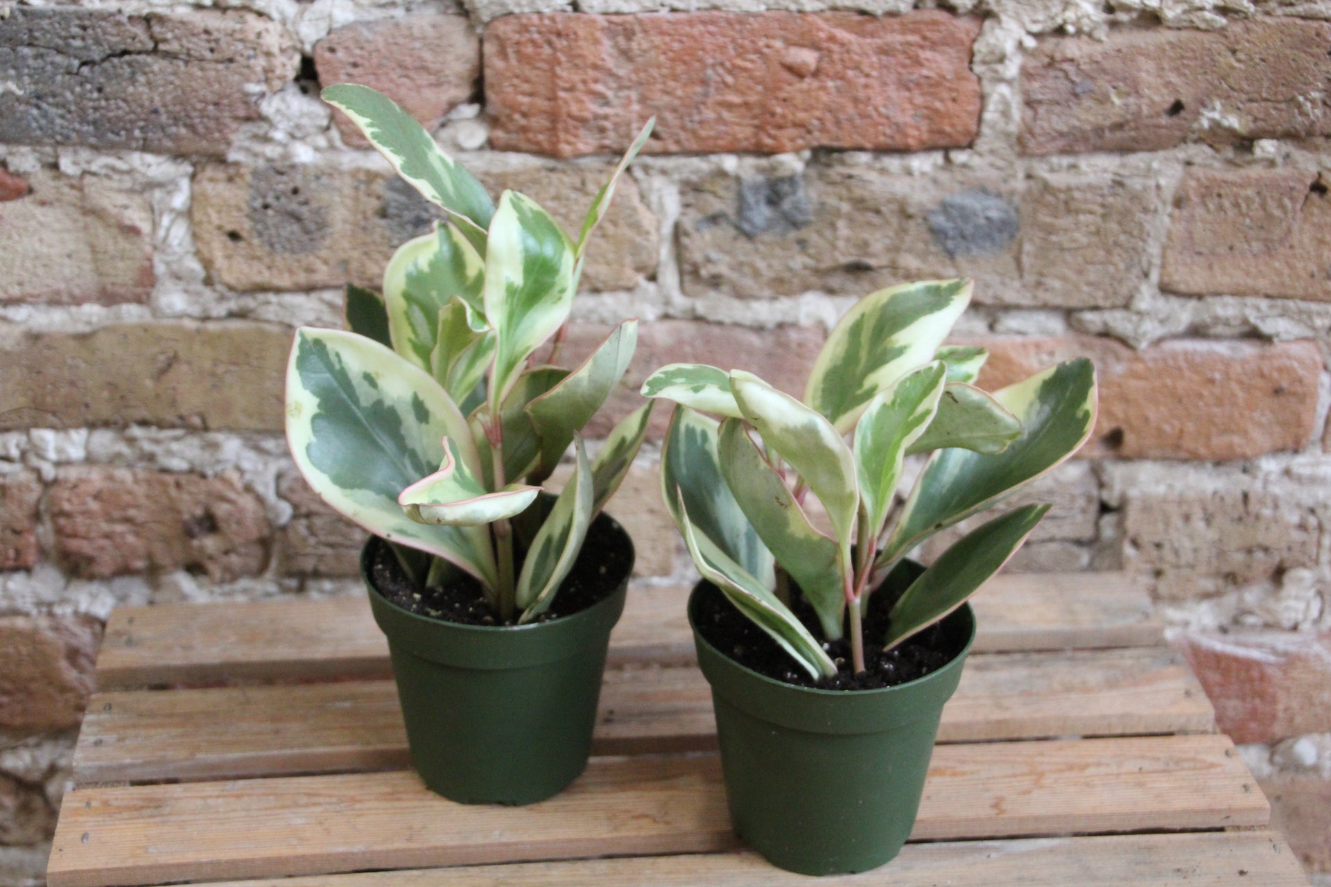 Peperomia Ginny – Chicago Plants