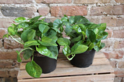 Pothos Global Green