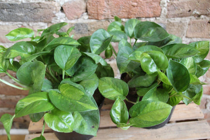 Pothos Global Green