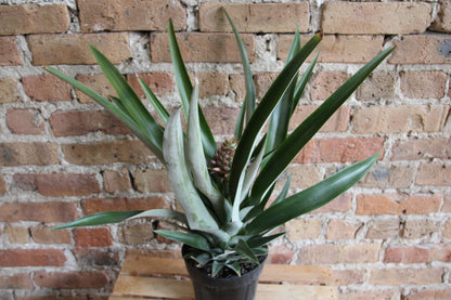 Pineapple Plant