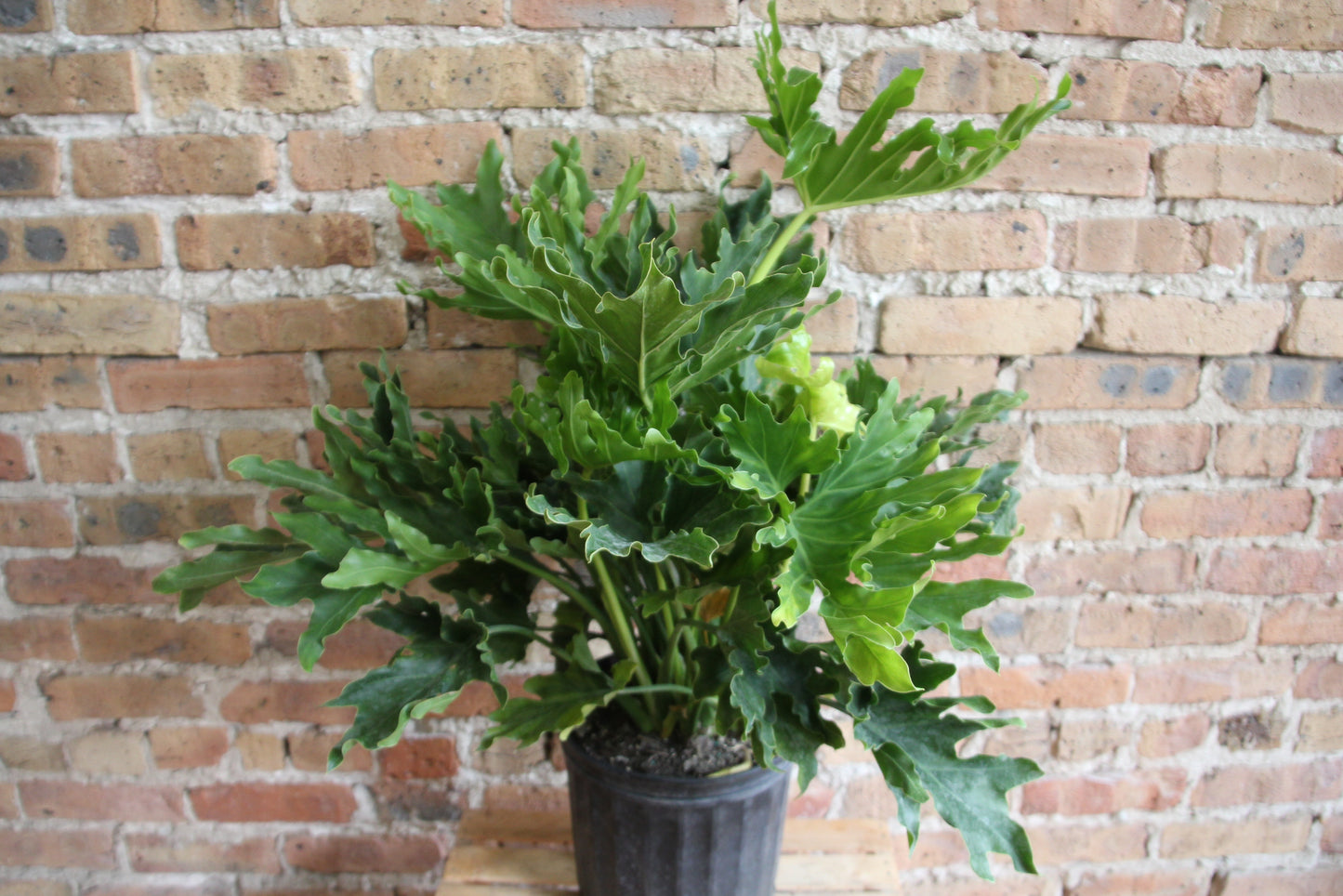 Philodendron Hope Selloum