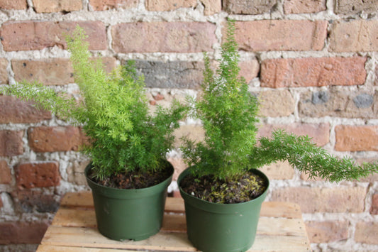 Foxtail Fern