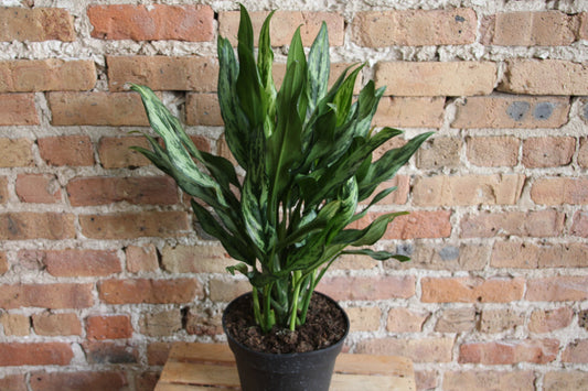 Aglaonema Cutlass