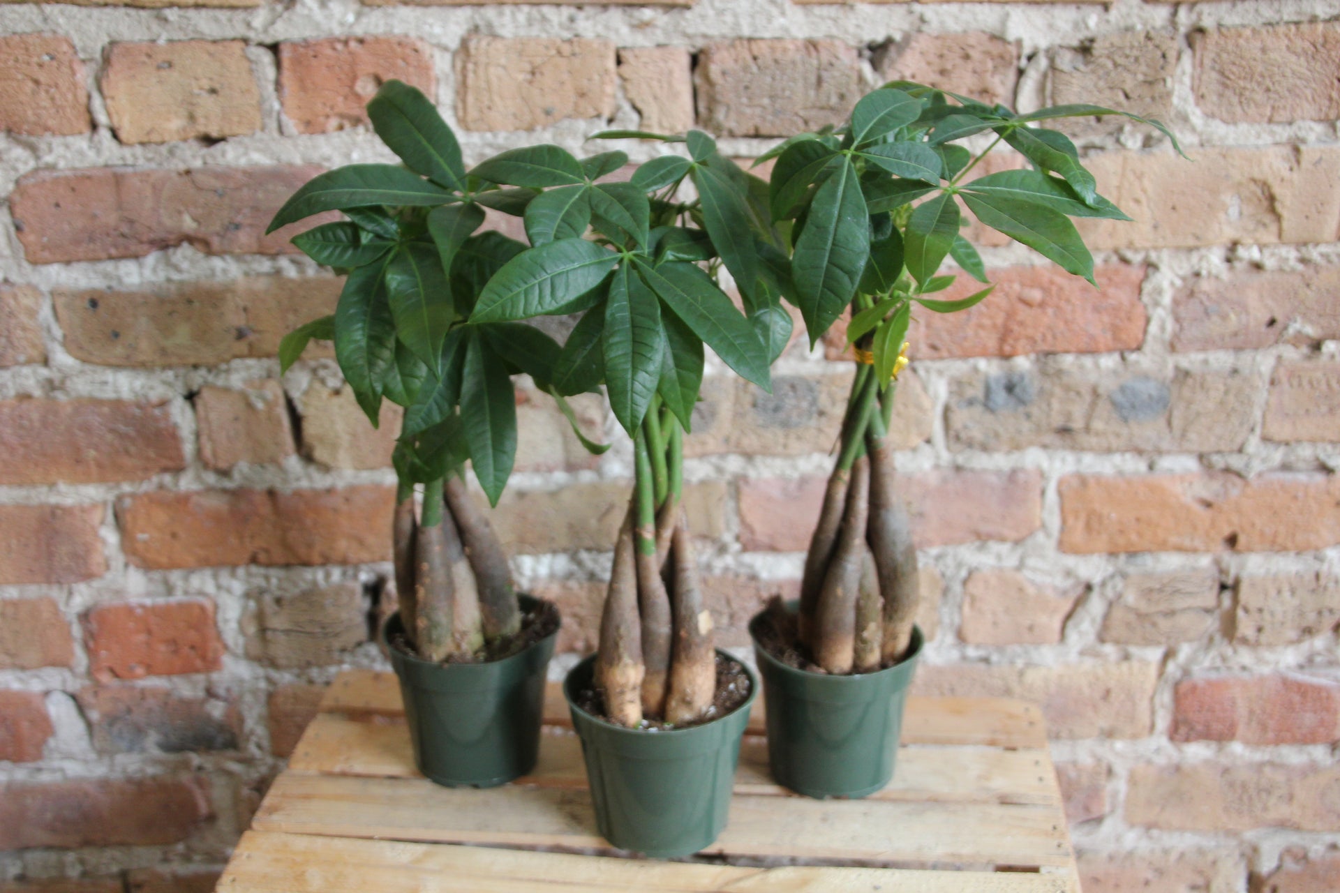 Money Tree – Chicago Plants