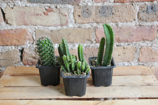 Cactus - Assorted