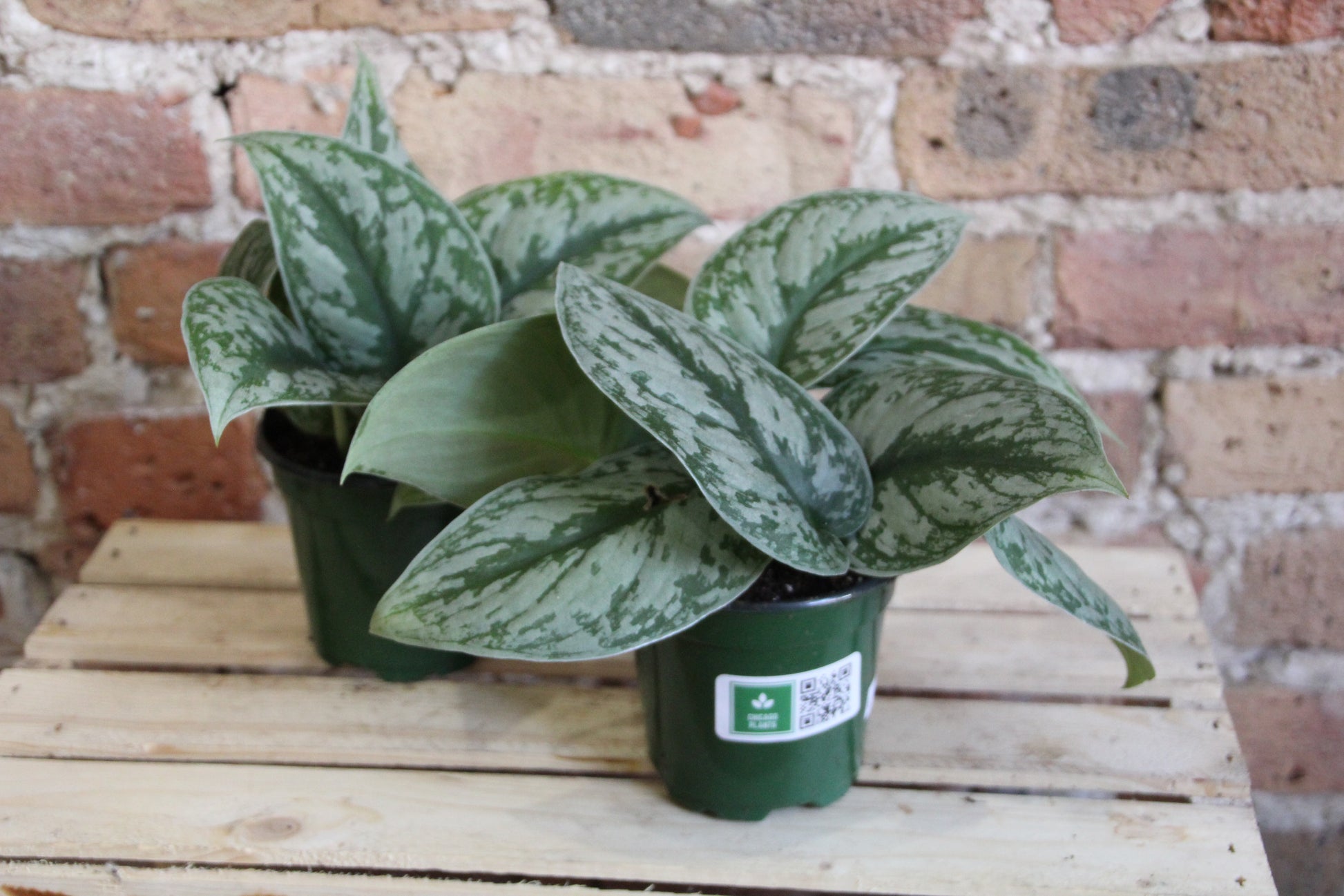silver satin pothos price Pothos Silver Satin – Chicago Plants