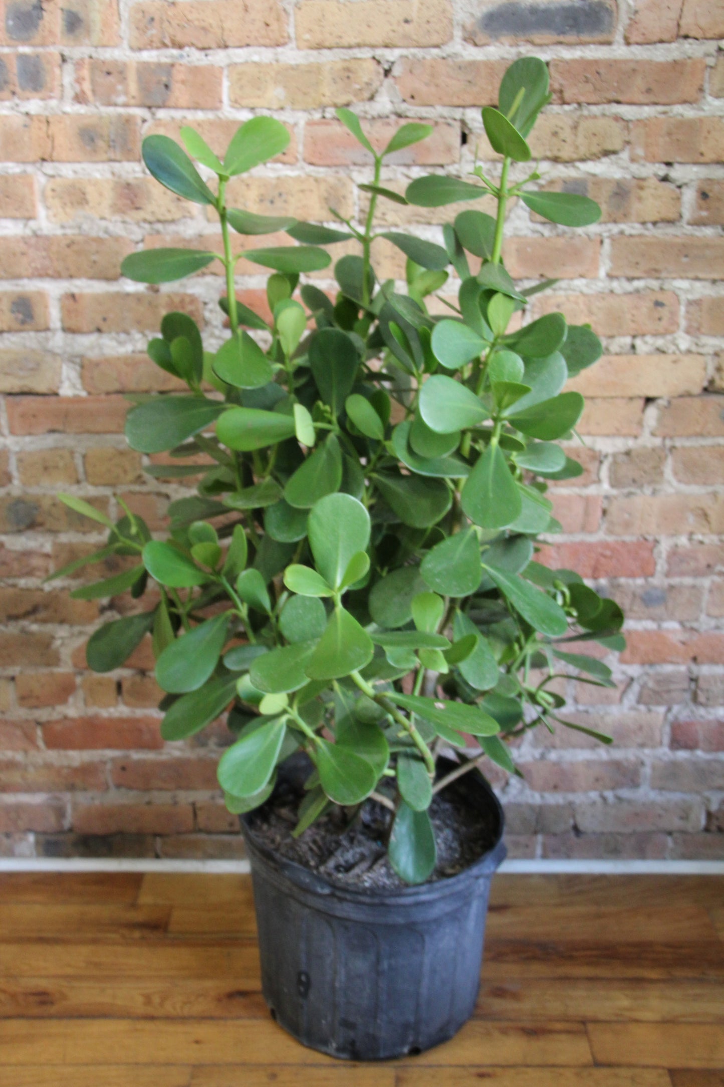 Clusia 'Autograph Plant'