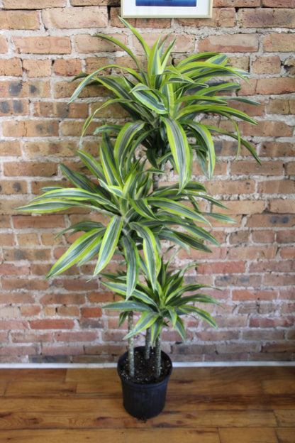 Dracaena Gold Star