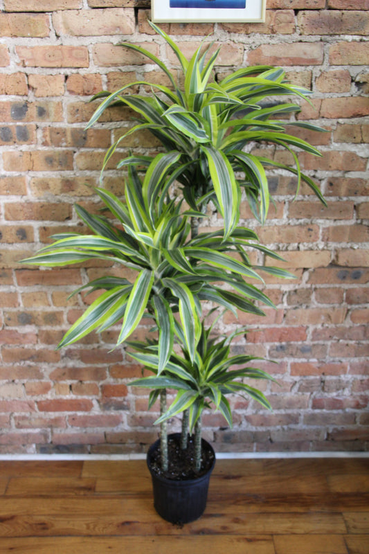 Dracaena Gold Star