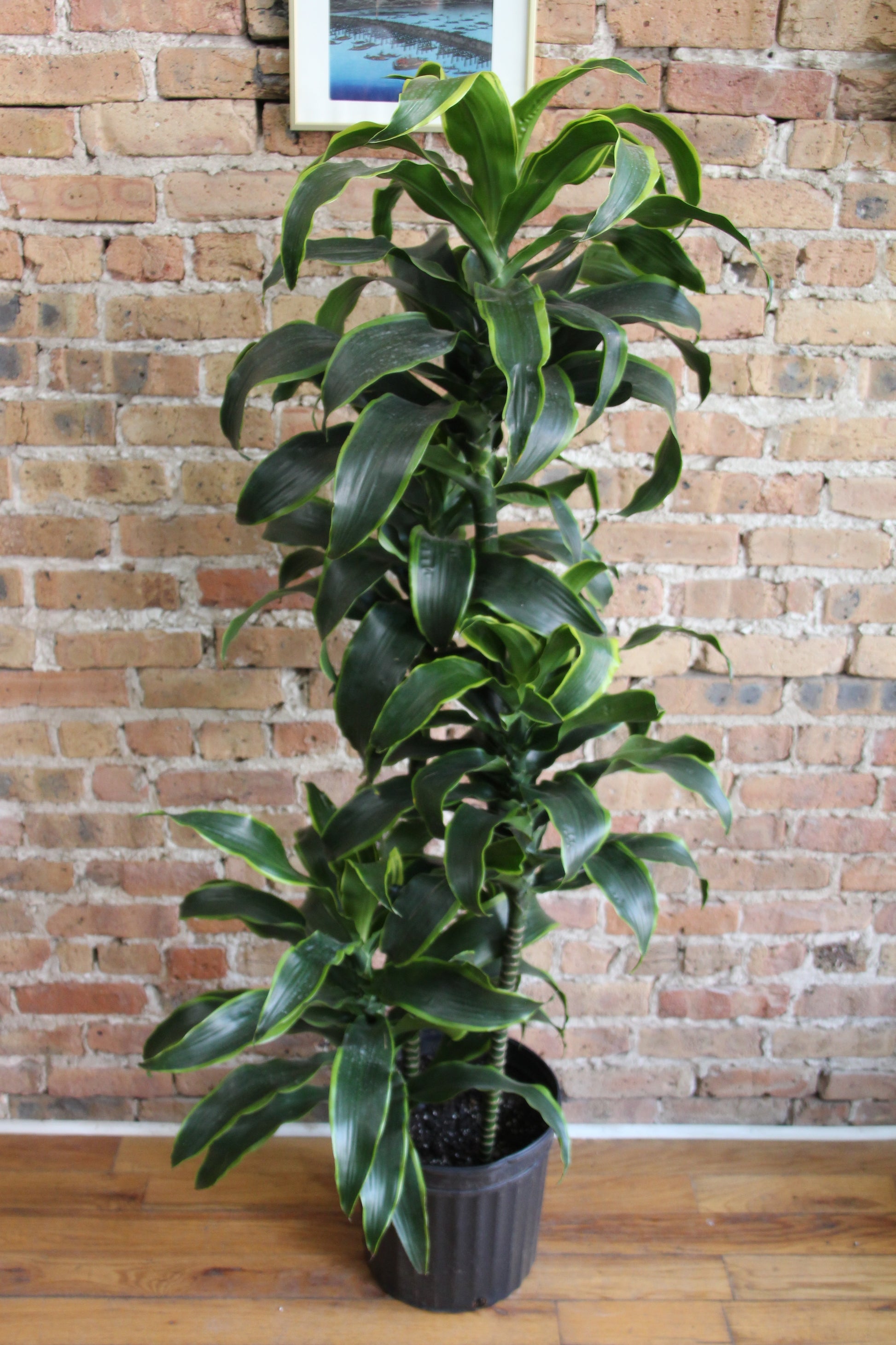 dorado dracaena Dracaena Dorado