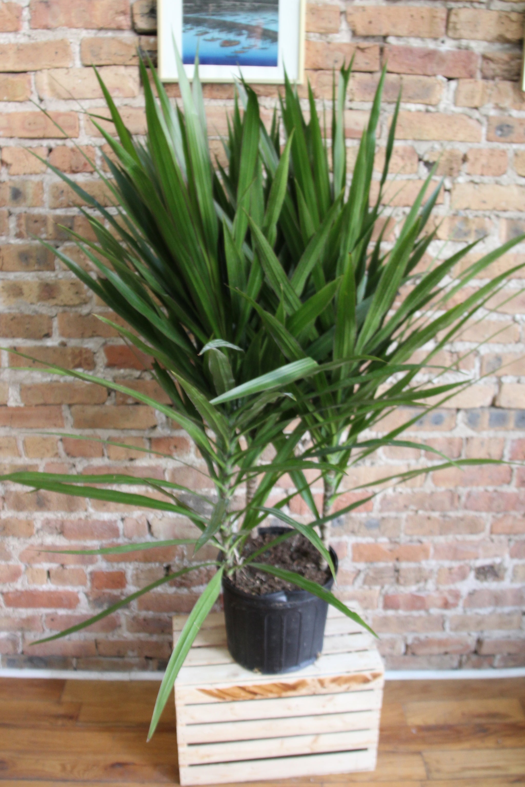 Dracaena Tarzan Tree – Chicago Plants