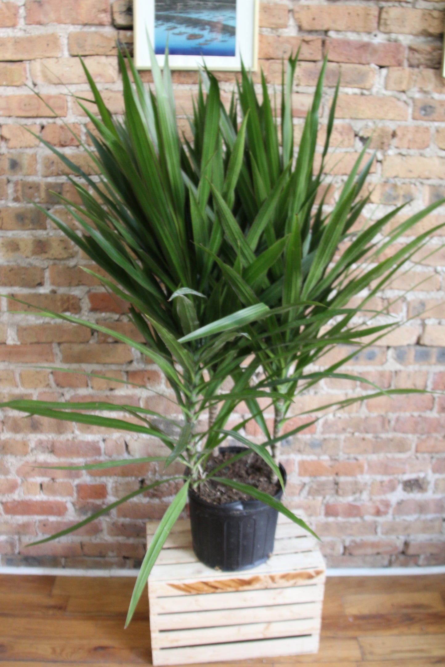Dracaena Tarzan Tree