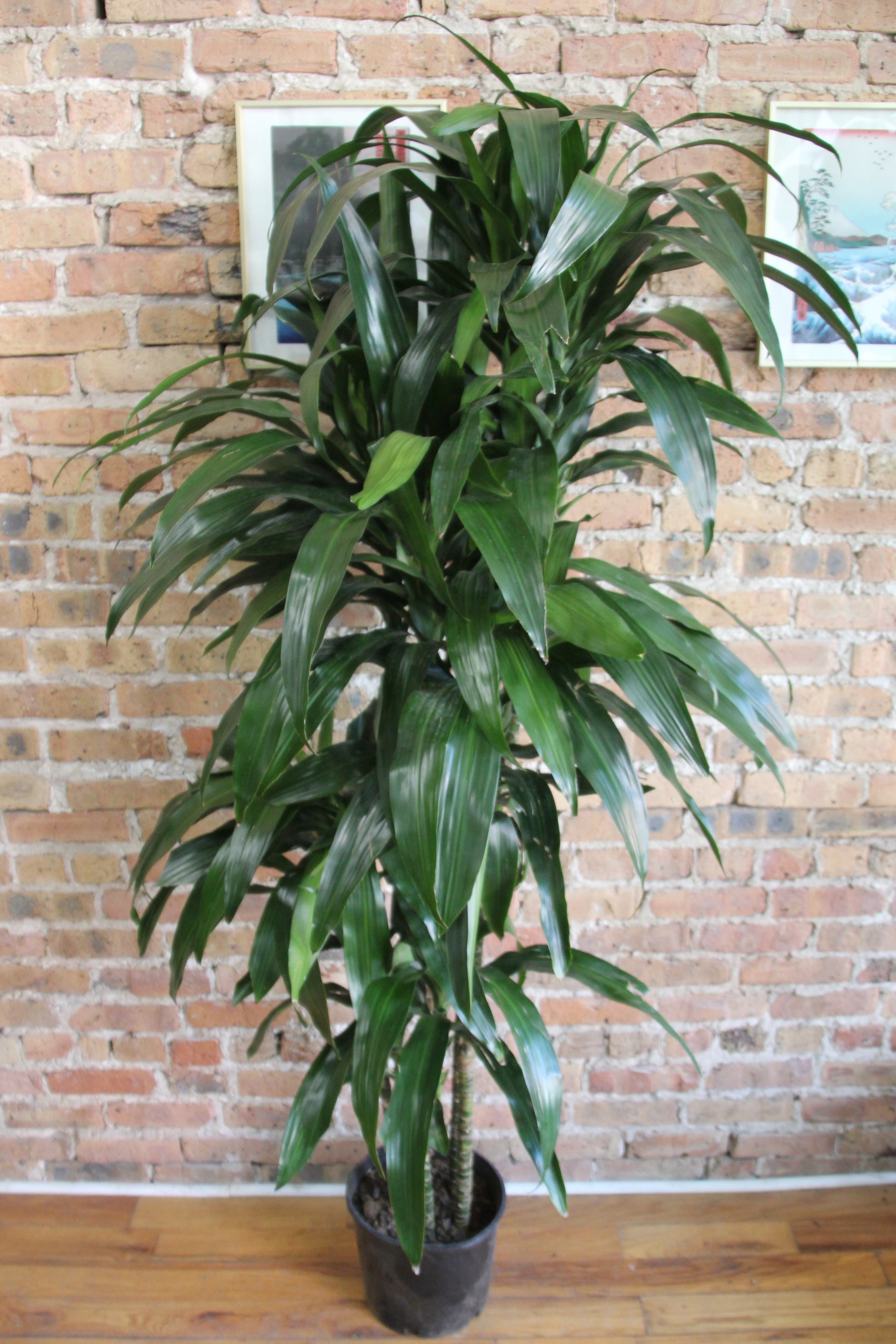 gamma mx dracaena Dracaena Elegans – Chicago Plants