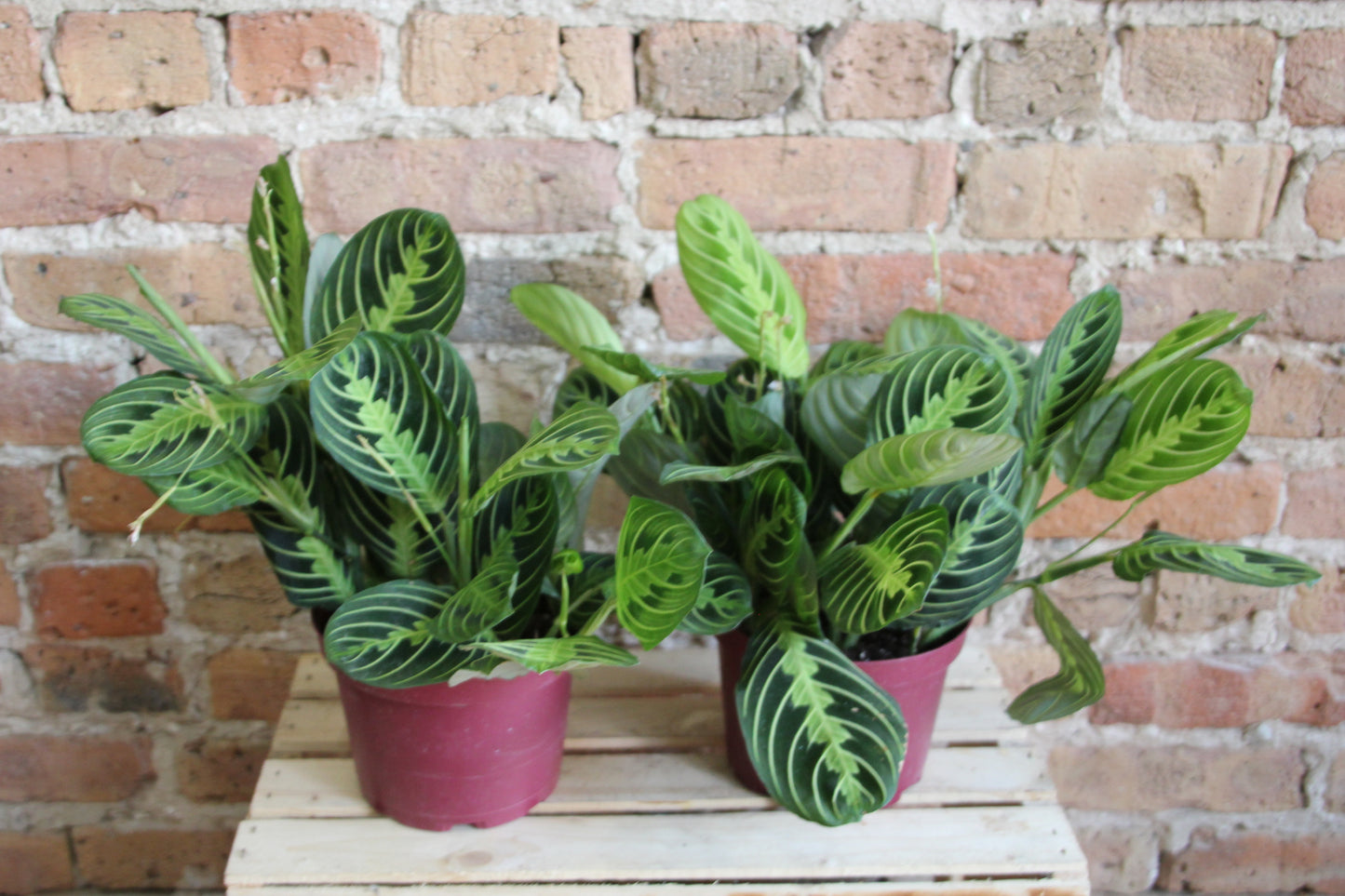 Maranta 'Prayer Plant' Lemon Lime