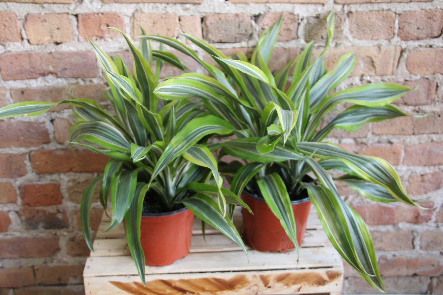 Dracaena Gold Star