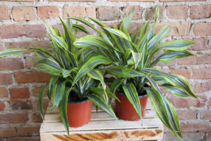 Dracaena Gold Star
