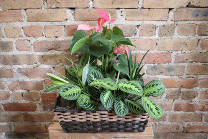 Plant Basket