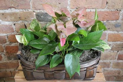 Plant Basket