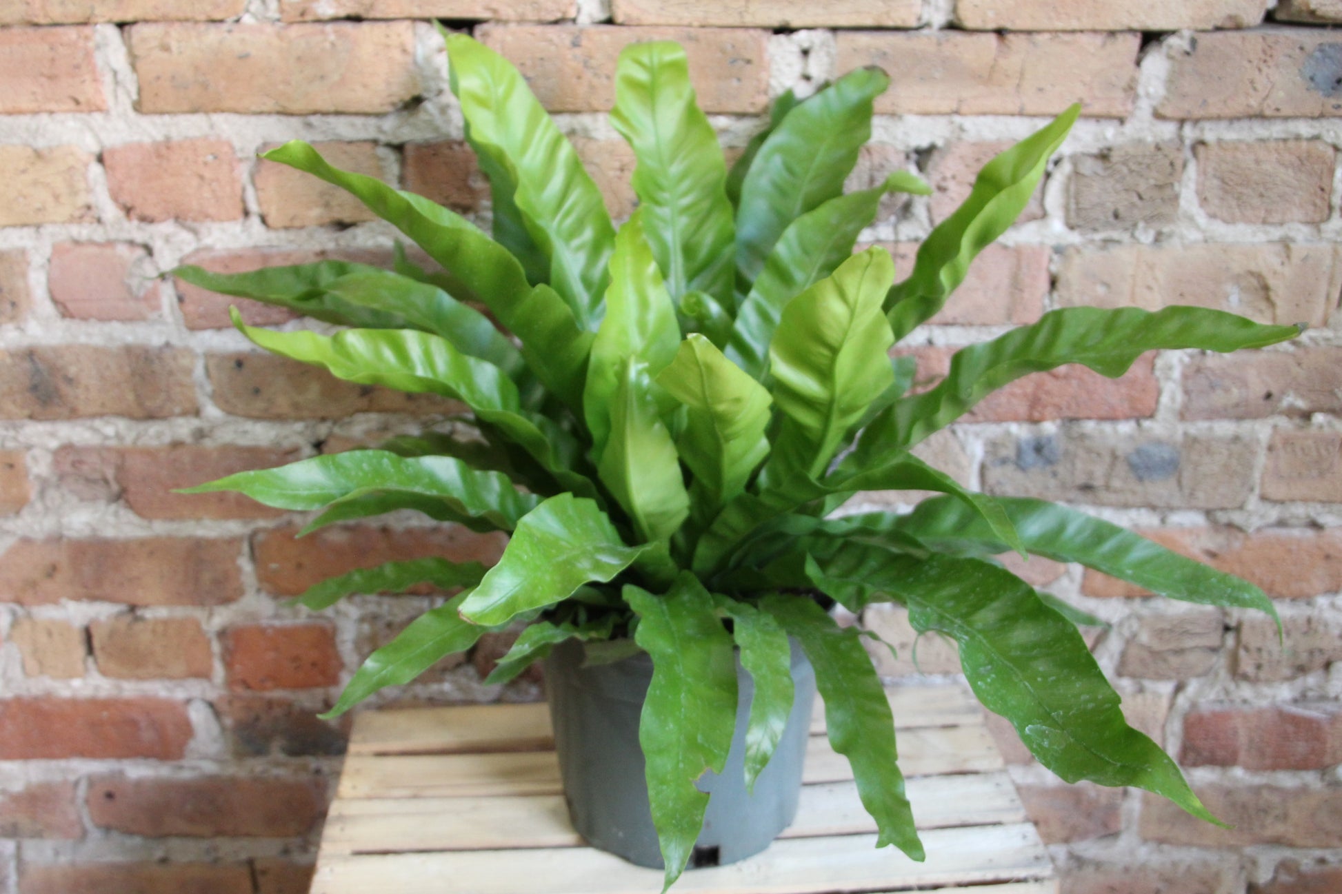 birds nest fern cats Bird's Nest Fern – Chicago Plants