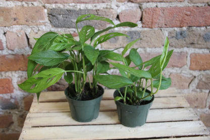 Philodendron Adansonii 'Swiss Cheese'