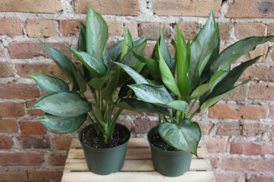 Aglaonema Silverado