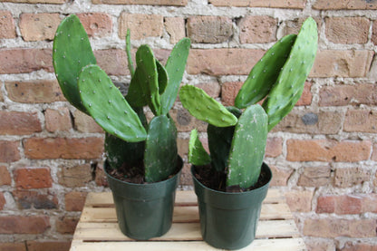 Opuntia 'Prickly Pear' Cactus