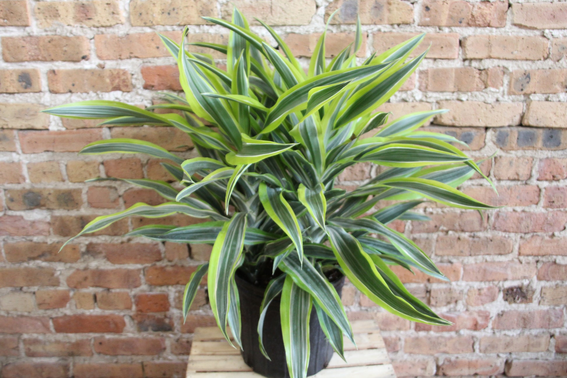 dracaena fragrans gold star Dracaena Gold Star – Chicago Plants