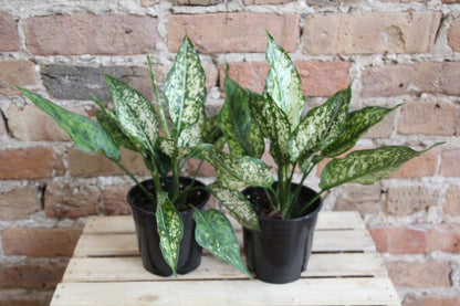 Aglaonema Winter Snow