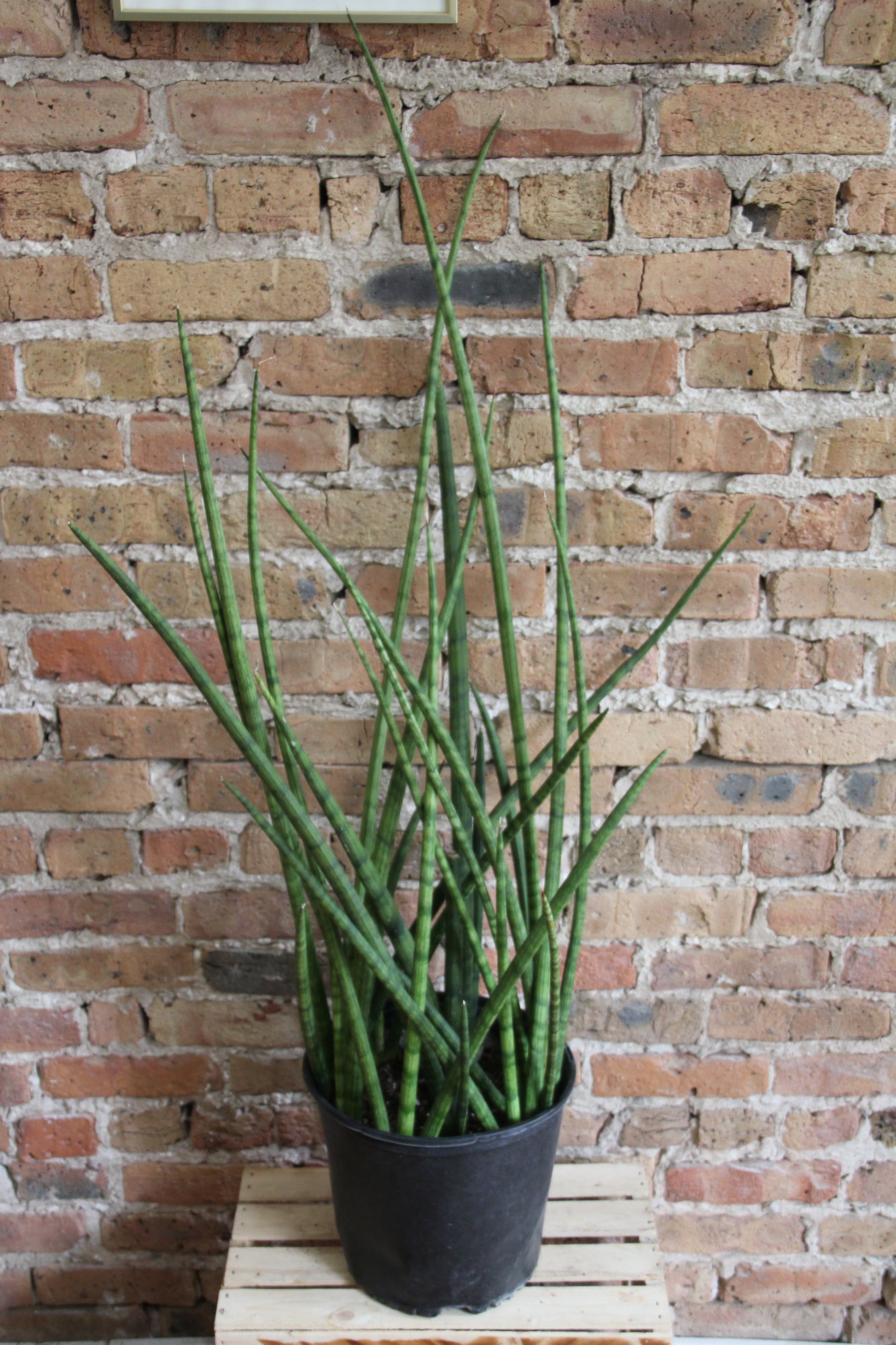 planta sansevieria cylindrica Sansevieria Cylindrica