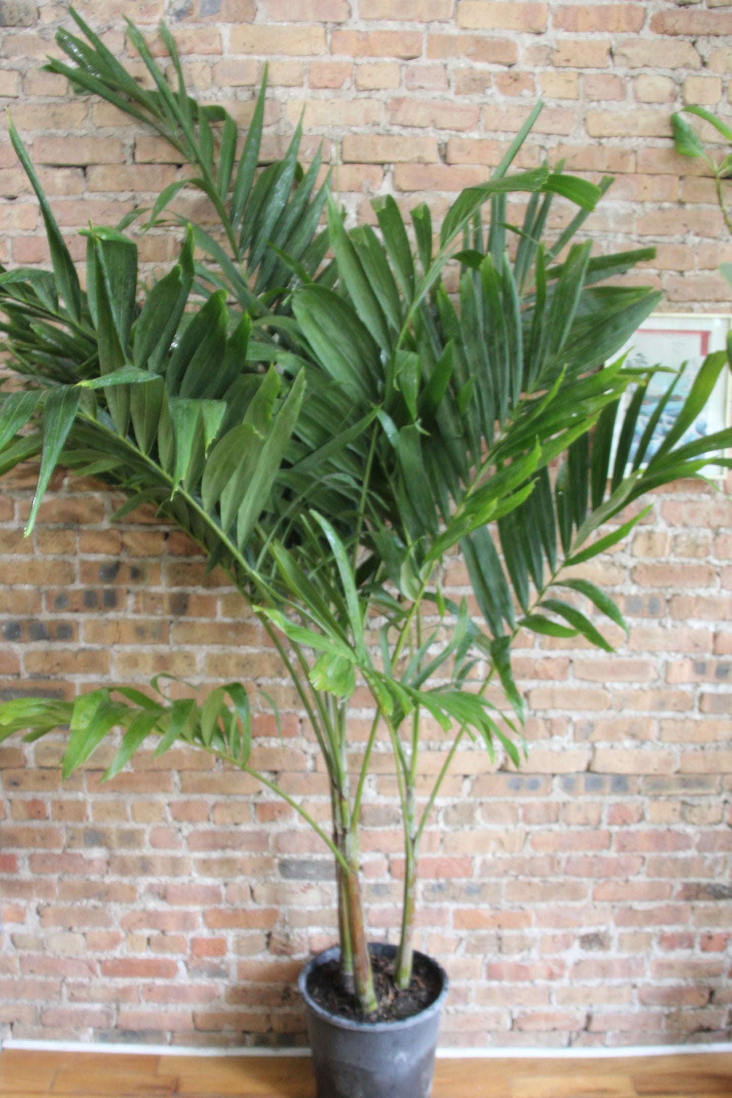 Adonidia Palm
