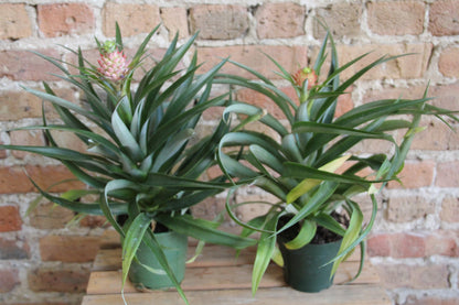 Pineapple Plant